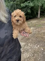 Oakley, a male Miniature Goldendoodle for sale in Spencer, NC – 6 of 6