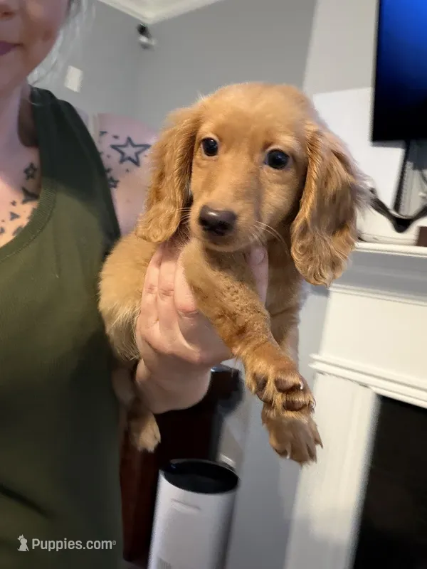 AKC Goldilocks – Miniature Dachshund puppy for sale in Spencer, NC