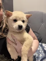 Tuna, a male Shiba Inu for sale in Spencer, NC – Photo 2 of 3
