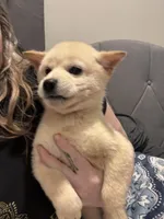 Tuna, a male Shiba Inu for sale in Spencer, NC – Photo 3 of 3