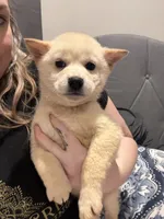 Tuna, a male Shiba Inu for sale in Spencer, NC – Photo 1 of 3