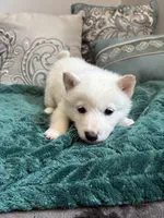 Alfredo, a male Shiba Inu for sale in Spencer, NC – 3 of 4