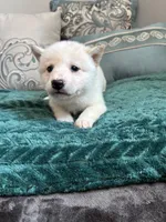 Tofu, a male Shiba Inu for sale in Spencer, NC – 3 of 5