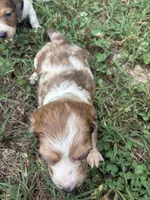 AKC Slinky, a male Dachshund and Miniature Dachshund for sale in Spencer, NC – 3 of 7