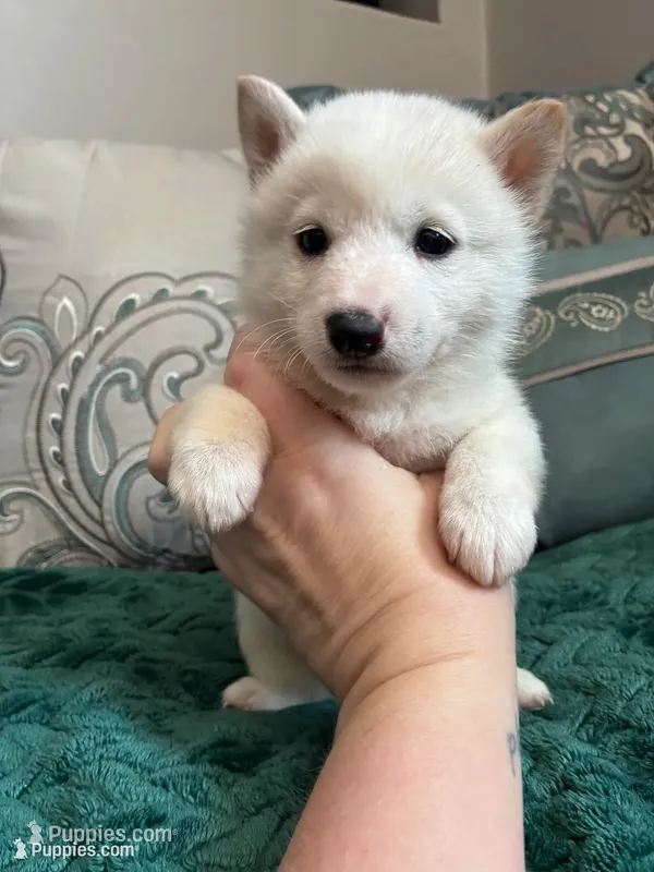 Tofu – Shiba Inu puppy for sale in Spencer, NC