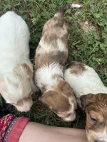 AKC Slinky, a male Dachshund and Miniature Dachshund for sale in Spencer, NC – 7 of 7