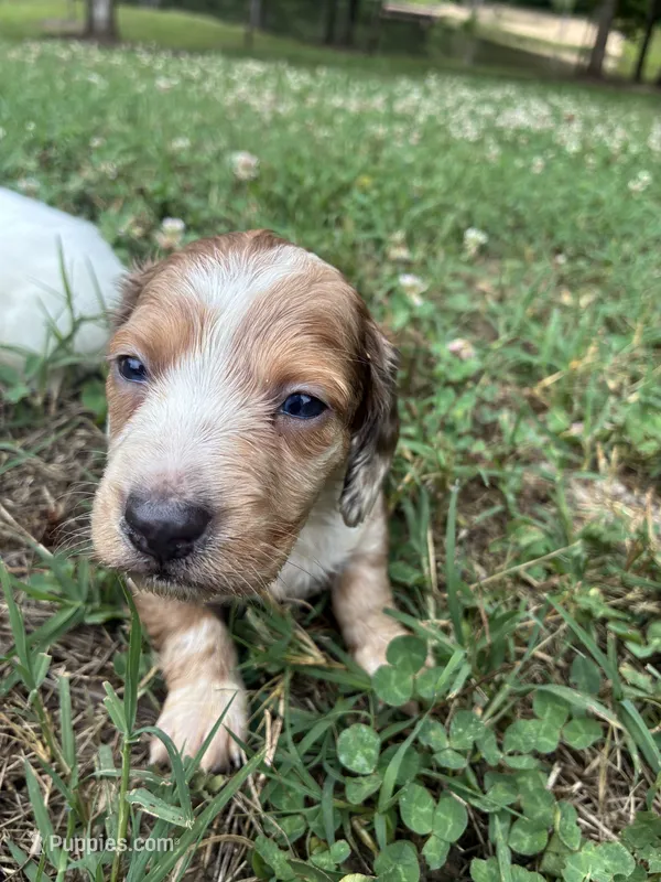 AKC Dash – Dachshund, Miniature Dachshund puppy for sale in Spencer, NC