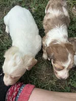 AKC Slinky, a male Dachshund and Miniature Dachshund for sale in Spencer, NC – 5 of 7