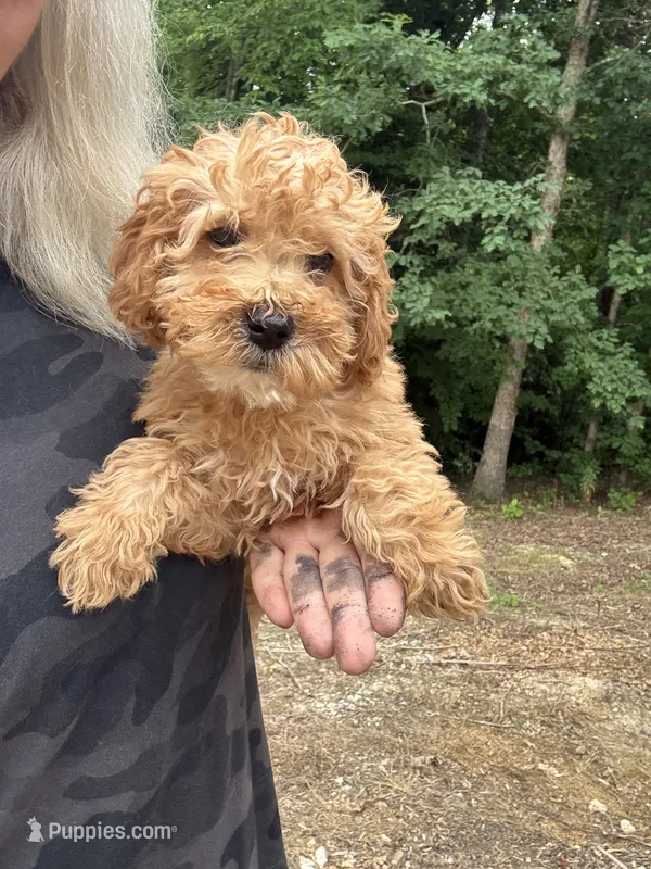 Oakley – Miniature Goldendoodle puppy for sale in Spencer, NC