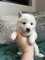 Alfredo, a male Shiba Inu for sale in Spencer, NC – 2 of 4