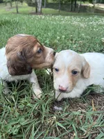 AKC Limo, a male Dachshund and Miniature Dachshund for sale in Spencer, NC – 10 of 10