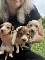 AKC Dash, a male Dachshund and Miniature Dachshund for sale in Spencer, NC – 2 of 4