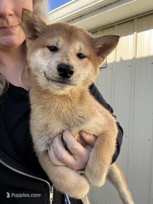Yoshi – Shiba Inu puppy for sale in Spencer, NC