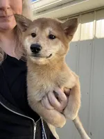 Yoshi, a male Shiba Inu for sale in Spencer, NC – Photo 2 of 2