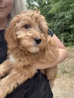 Beau, a male Miniature Goldendoodle for sale in Spencer, NC – 4 of 5