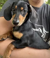 AKC Beethoven, a male Miniature Dachshund for sale in Spencer, NC – 4 of 4
