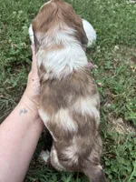 AKC Slinky, a male Dachshund and Miniature Dachshund for sale in Spencer, NC – 4 of 7