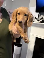 AKC Goldilocks, a female Miniature Dachshund for sale in Spencer, NC – 6 of 7