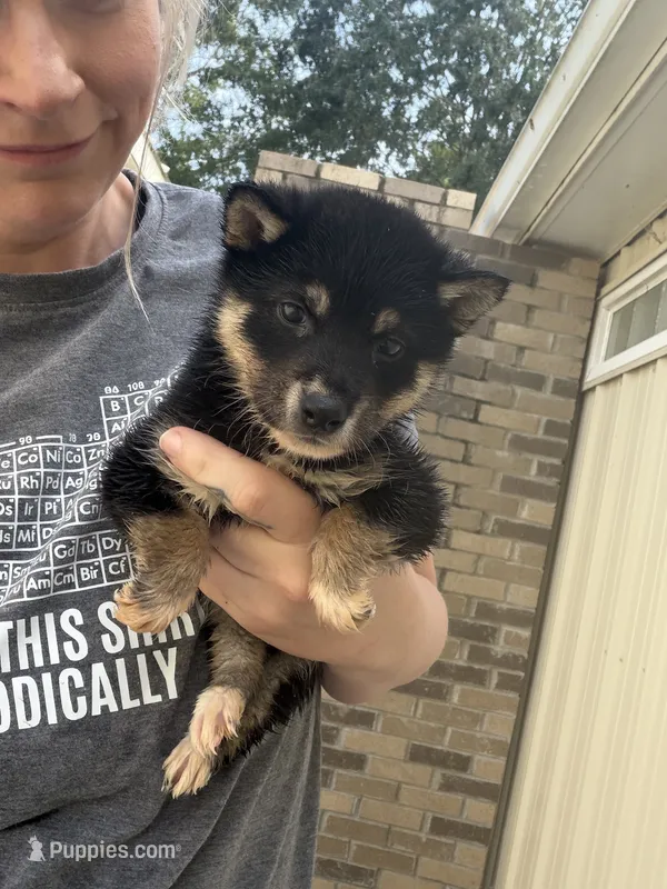 Mojo  – Shiba Inu puppy for sale in Spencer, NC