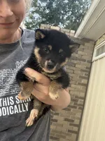 Mojo , a male Shiba Inu for sale in Spencer, NC – 1 of 6