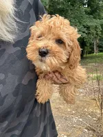 Oakley, a male Miniature Goldendoodle for sale in Spencer, NC – 5 of 6