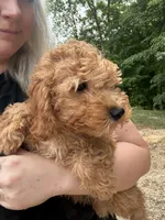 Poppy, a female Miniature Goldendoodle for sale in Spencer, NC – 6 of 7