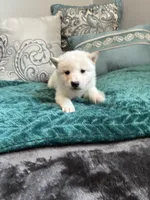 Tofu, a male Shiba Inu for sale in Spencer, NC – 4 of 5
