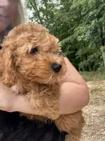Poppy, a female Miniature Goldendoodle for sale in Spencer, NC – 2 of 7