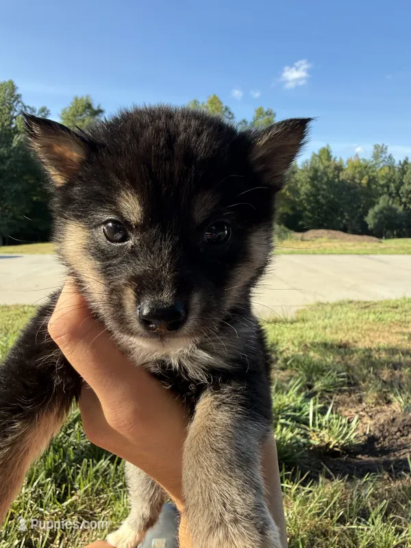 Junebug – Shiba Inu puppy for sale in Spencer, NC