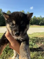 Junebug, a female Shiba Inu for sale in Spencer, NC – 1 of 2