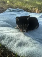 Romeo, a male Shiba Inu for sale in Spencer, NC – 4 of 4