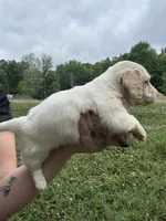 AKC Limo, a male Dachshund and Miniature Dachshund for sale in Spencer, NC – 2 of 10