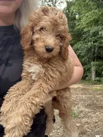 Goldie, a female Miniature Goldendoodle for sale in Spencer, NC – 3 of 5