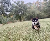 Stella, a female Shiba Inu for sale in Spencer, NC – 2 of 6