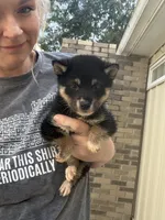 Mojo , a male Shiba Inu for sale in Spencer, NC – 4 of 6