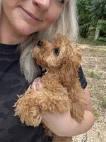 Oakley, a male Miniature Goldendoodle for sale in Spencer, NC – 2 of 6