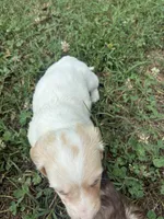 AKC Limo, a male Dachshund and Miniature Dachshund for sale in Spencer, NC – 5 of 10