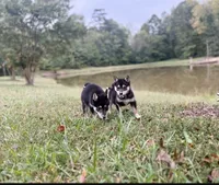 Stella, a female Shiba Inu for sale in Spencer, NC – 4 of 6