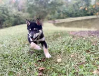 Stella, a female Shiba Inu for sale in Spencer, NC – 3 of 6