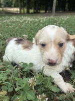 AKC Limo, a male Dachshund and Miniature Dachshund for sale in Spencer, NC – 3 of 10