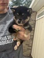 Mojo , a male Shiba Inu for sale in Spencer, NC – 2 of 6