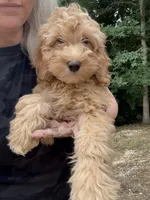 Millie, a female Miniature Goldendoodle for sale in Spencer, NC – 3 of 7