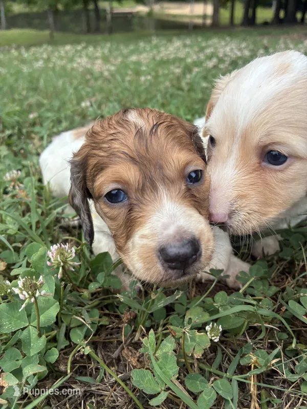 AKC Dash – Dachshund, Miniature Dachshund puppy for sale in Spencer, NC
