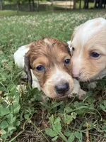 AKC Dash, a male Dachshund and Miniature Dachshund for sale in Spencer, NC – 1 of 4