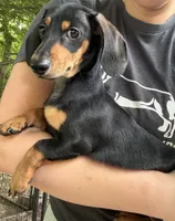 AKC Beethoven, a male Miniature Dachshund for sale in Spencer, NC – 3 of 4