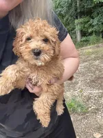 Oakley, a male Miniature Goldendoodle for sale in Spencer, NC – 3 of 6