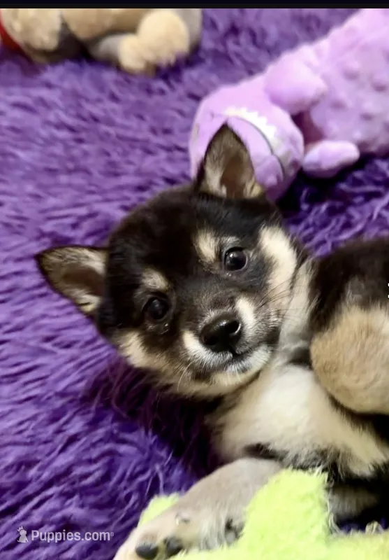 Junebug – Shiba Inu puppy for sale in Spencer, NC
