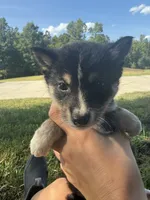Romeo, a male Shiba Inu for sale in Spencer, NC – 1 of 4