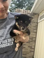 Mojo , a male Shiba Inu for sale in Spencer, NC – 3 of 6