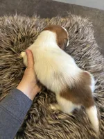 AKC Stein, a male Miniature Dachshund for sale in Spencer, NC – Photo 6 of 6